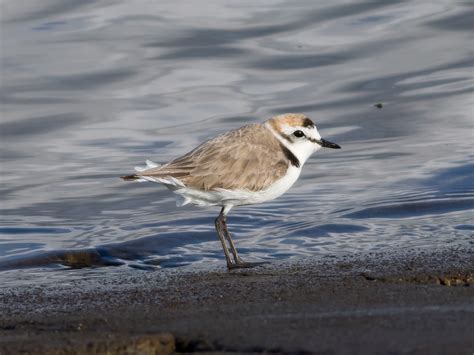 Pixie Birding: Kentish Plover - Audenshaw Reservoir, Manchester