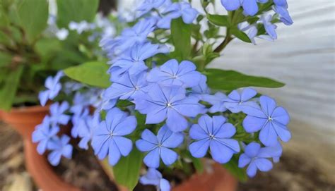 Premium Photo | Cape leadwort or white plumbago