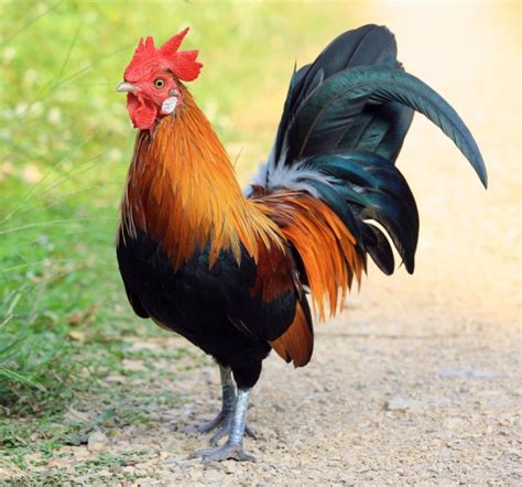 Rooster prompts potential changes to county ordinance – Mid Rivers ...