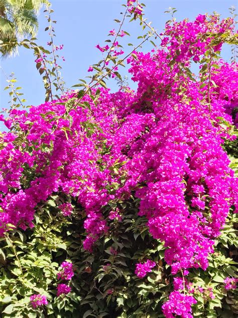 Morocco Travel Photo Diary: Majorelle Garden