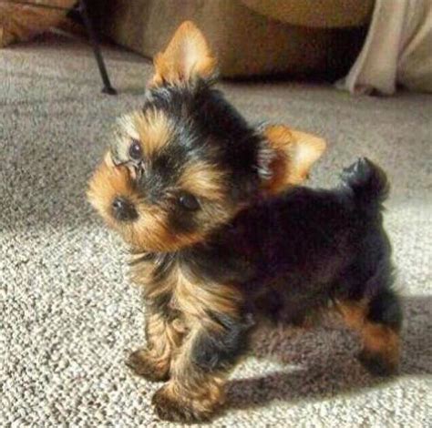 Teacup Yorkie Full Grown