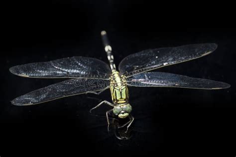 Dragonfly Macro Isolated on Black Background Stock Image - Image of ...