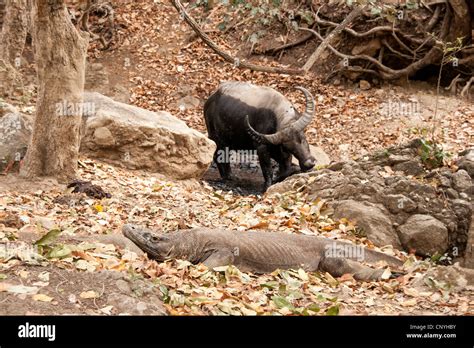 A Komodo dragon hunting a water buffalo on the komodo island Indonesia ...