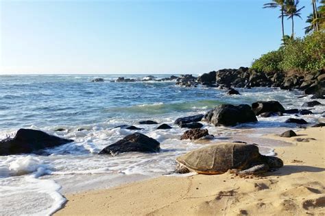 5 best North Shore Oahu beaches that are perfect for turtles ...