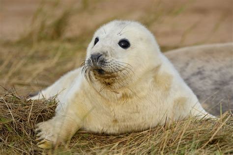 A record number of grey seal pups have been born this year on the north ...