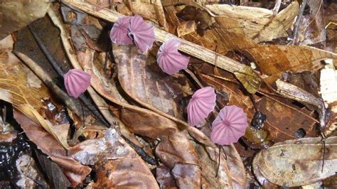 How one teaspoon of Amazon soil teems with fungal life - BBC News