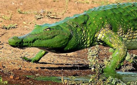 algae on land - Yahoo Image Search Results Kruger National Park, National Parks, Amphibians ...