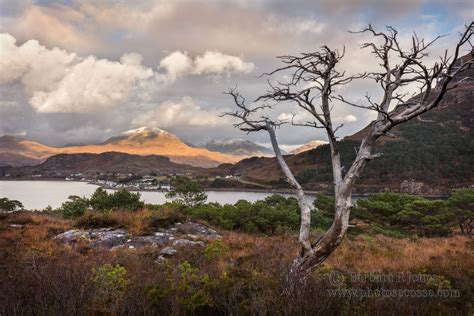 Shieldaig Village. Dead Pine. Wester RossScotland. | Scotland travel ...