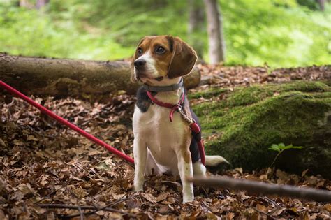 Lucky Dog Solutions: 10 Best Small Dog Breeds to Take Hiking and ...