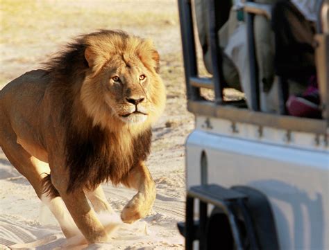 Cecil the Lion Brothers Now Trophy Hunter's Prime Target After Pride ...