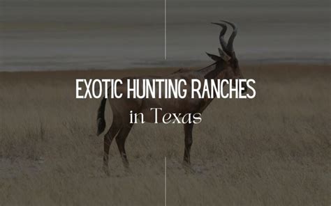 10 Best Exotic Hunting Ranches in Texas That You Must Visit in 2023