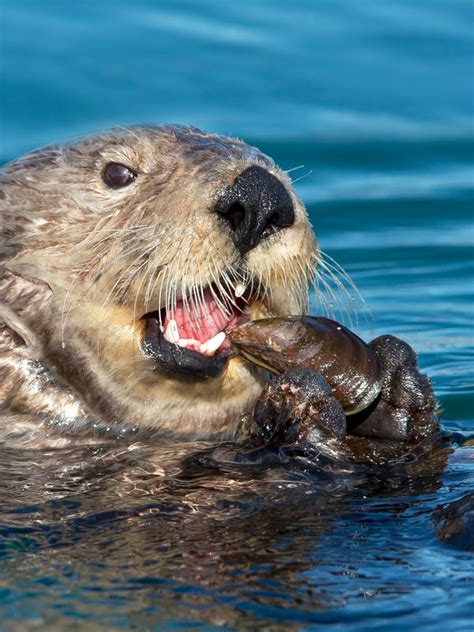 Cuddle Up With the Sea Otters of the Pacific Coast - Atlas Obscura ...