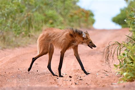 Maned Wolf at Serra da Canastra National Park | Wild Brazil