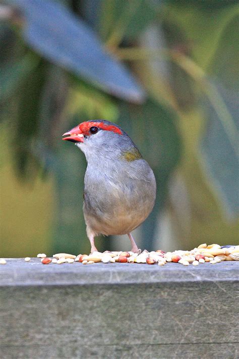 Red Browed Finch 1 | Theif with red mask. Red-Browed finch r… | Paddy (taking time out) | Flickr