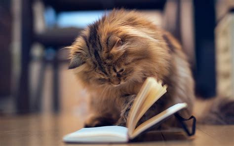 Cat reading a book wallpapers and images - wallpapers, pictures, photos