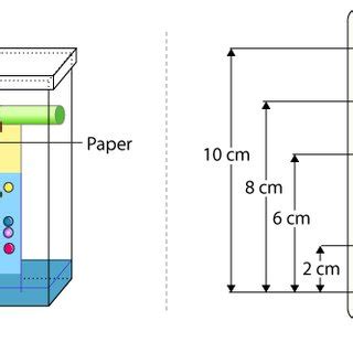 0: Schematic Diagram of a Paper Chromatography and Paper Chromatogram | Download Scientific Diagram