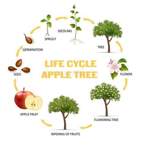 The Amazing Life Cycle of an Apple Tree