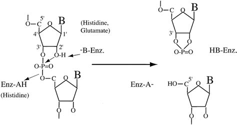 Proposed acid±base catalysis of phosphodiester bond cleavage by... | Download Scientific Diagram