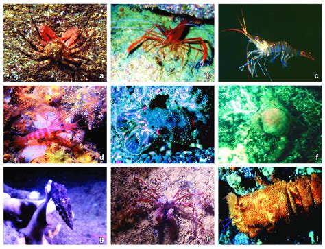 Underwater photographs of decapod species in the Grotta Marina of ...