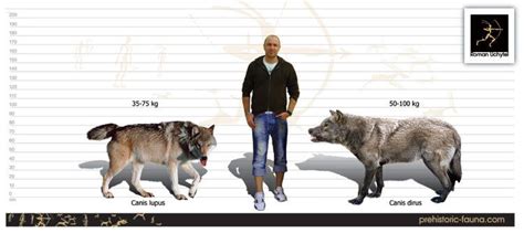 The approxomate size comparison between dire wolves (extinct), gray wolves and humans ...