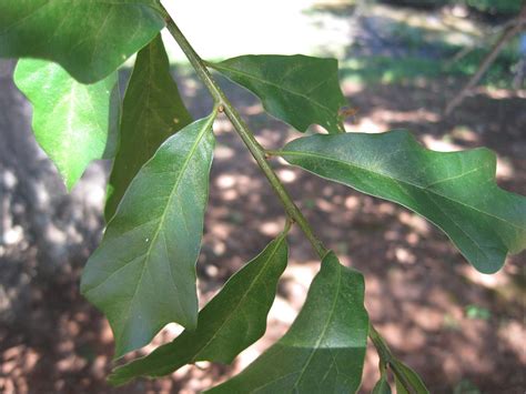 water oak leaves | mollsie | Flickr