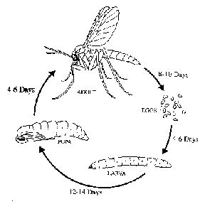 Fungus Gnats as Houseplant and Indoor Pests - 5.584 - Extension