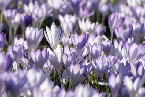 14 Beautiful Crocus Varieties to Plant