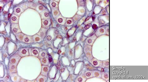 Simple Squamous Epithelial Tissue Under Microscope