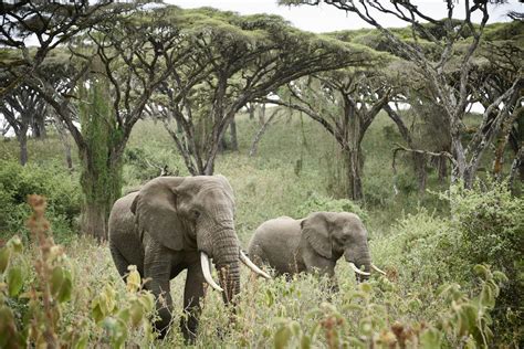 Ngorongoro Crater: Our Top Tour & Activity Guide - Southern Destinations