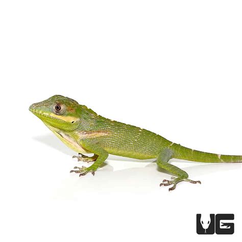 Baby Cuban Knight Anoles (Anolis equestris) For Sale - Underground Reptiles