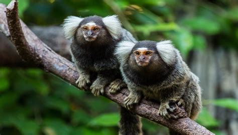 Common Marmoset Care, Facts, Lifespan, Habitat & Pictures