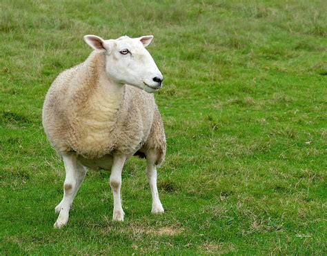 Curious Sheep Photograph by Betty Denise - Fine Art America