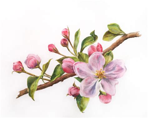 Cherry Blossom, Watercolor Flower Painti, Painting by Olya Grigorevykh ...