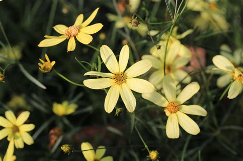 Coreopsis Flowers: Planting, Growing, and Caring for Coreopsis