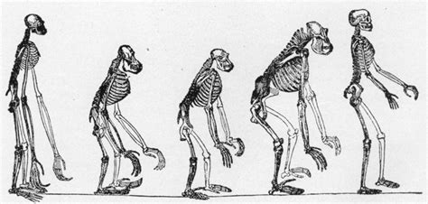 Biological Anthropology Diagram | Quizlet