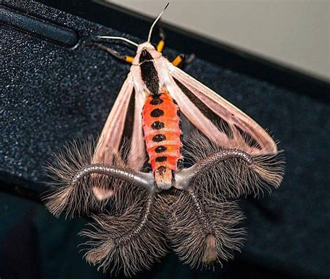 Creatonotos Gangis | Weird insects, Insects, Moth