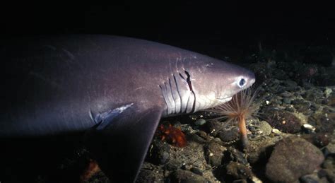 New Species Of Shark Discovered In Deep Sea – DSM Observer