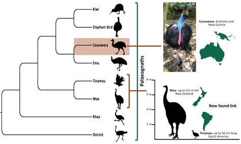 MicroCT reveals surprising link between the cassowary and other ...