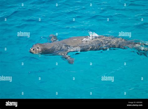 Critically endangered species Mediterranean monk seal, Monachus monachus, male swimming along ...