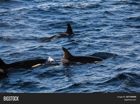 Orcas Pilot Whales Image & Photo (Free Trial) | Bigstock