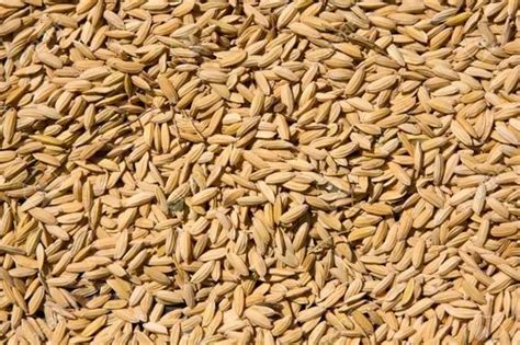 Rice Seed - Paddy Seeds Manufacturer from Sambalpur