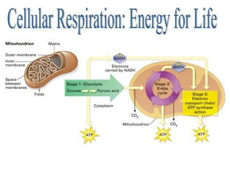 Perfect Aerobic Respiration In Animals Physics Charts For Class 9