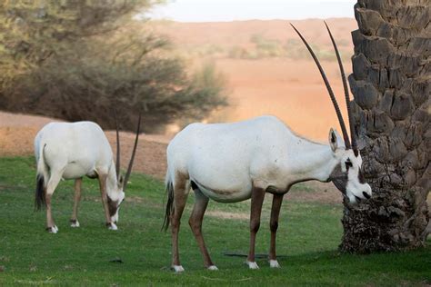 Sands of Time: In Search of the Old UAE - Travelogues