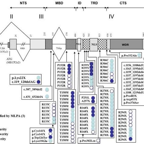 Genomic structure of MECP2 gene and localization of use of walking ...