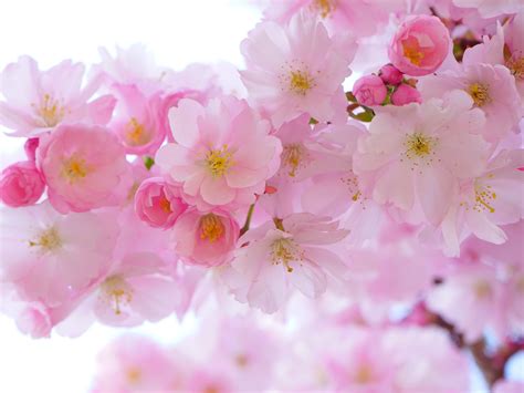 Cherry Blossom Wallpaper - iPhone, Android & Desktop Backgrounds