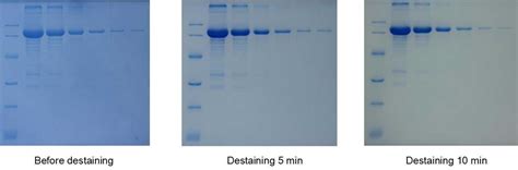 Fast Coomassie Blue Staining Solution (10×) E-IR-R129 manufacturer - Elabscience