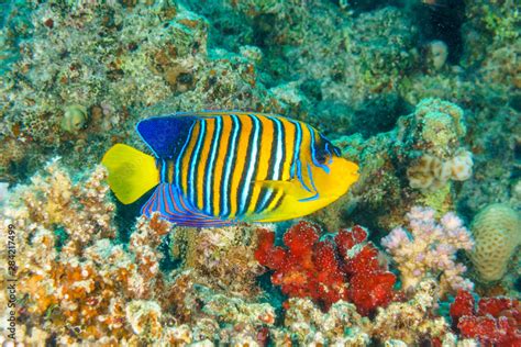 Royal angelfish (Pygoplites diacanthus). Red Sea, Egypt. Stock Photo ...