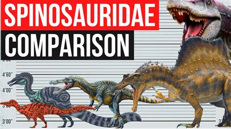 Spinosauridae Size Comparison | Spinosaurus, Suchomimus, Oxalaia, Baryonyx - YouTube