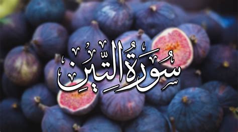 سورة التين مكتوبة.. فضلها وأجر قراءتها