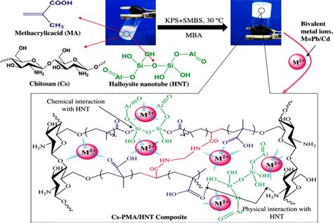 Synthesis of chitosan-PMA/HNT composite and its mechanism interaction... | Download Scientific ...